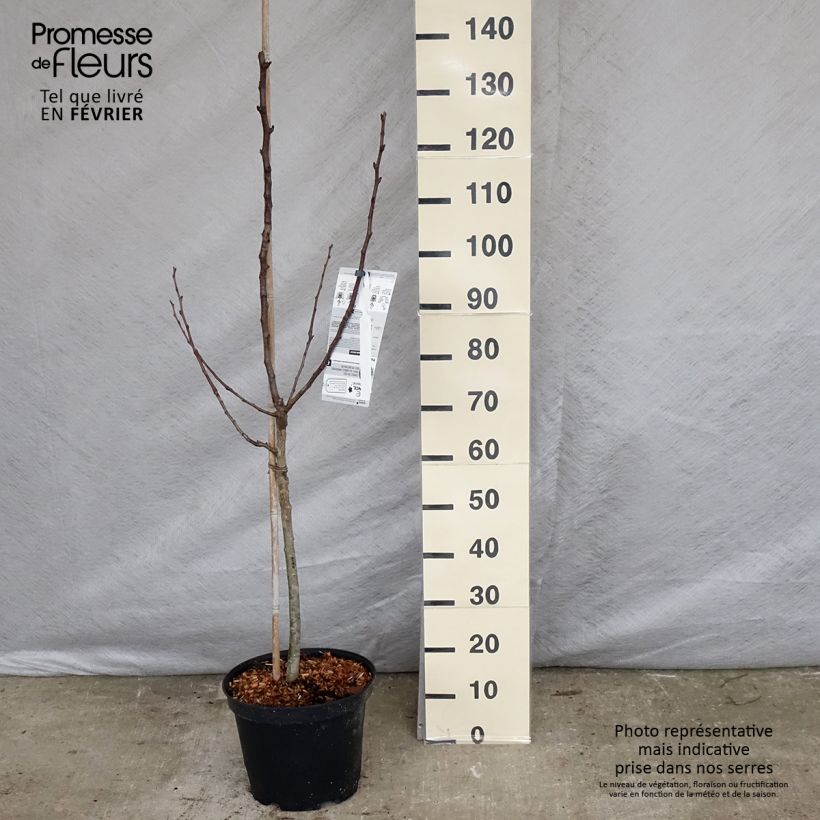 Exemplar von Birnbaum Rote Williams - Pyrus communis Topf mit 7,5L/10L, Gobelet-Form wie im Winter geliefert
