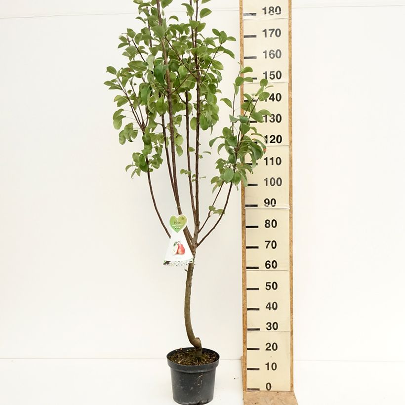 Exemplar von Birnbaum Rote Williams - Pyrus communis Topf mit 7,5L/10L, Gobelet-Form wie im Sommer geliefert