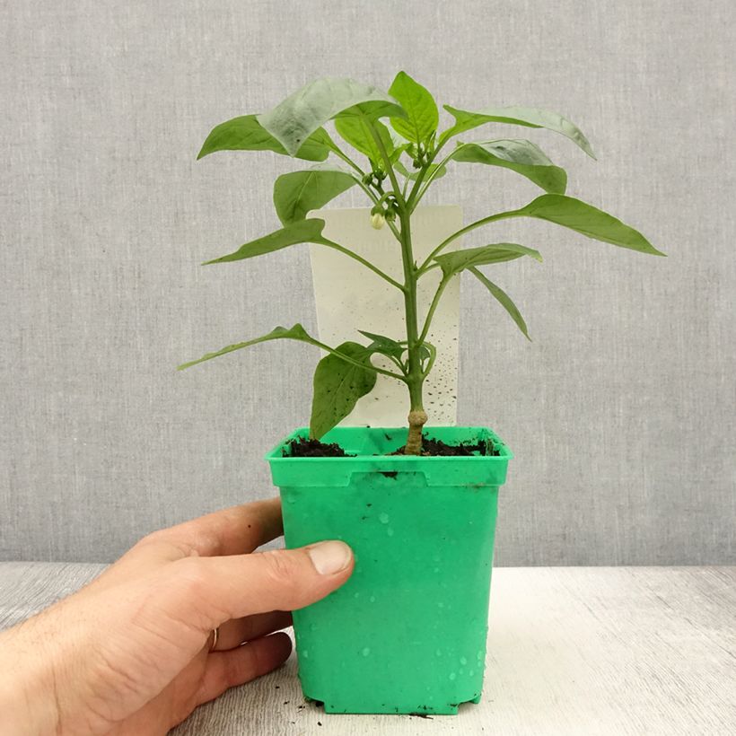 Exemplar von Paprika Velvet F1 (Veredelt) Topf 10 cm/11cm wie im Frühjahr geliefert