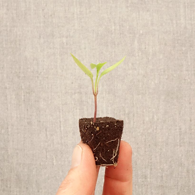 Exemplar von Paprika Poxigo F1 Pflanzen Mini-Plug Ø 3/4 cm wie im Frühjahr geliefert