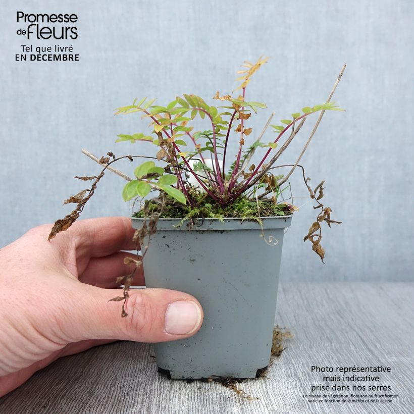 Exemplar von Polemonium caeruleum Lambrook Mauve - Jakobsleiter Kleine Töpfe von 8/9 cm wie im Herbst geliefert