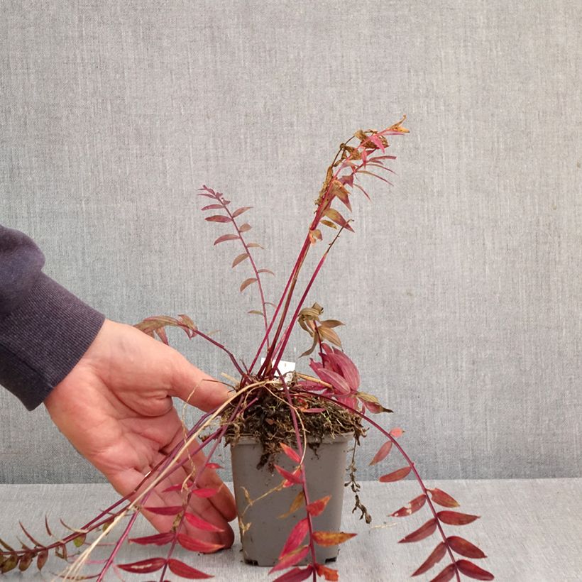 Exemplar von Polemonium Heaven Scent - Jakobsleiter Kleine Töpfe von 8/9 cm wie im Herbst geliefert