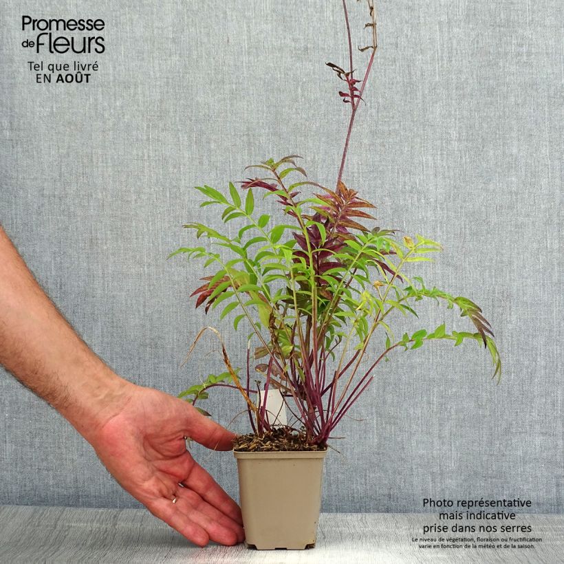 Exemplar von Polemonium Heaven Scent - Jakobsleiter Kleine Töpfe von 8/9 cm wie im Sommer geliefert