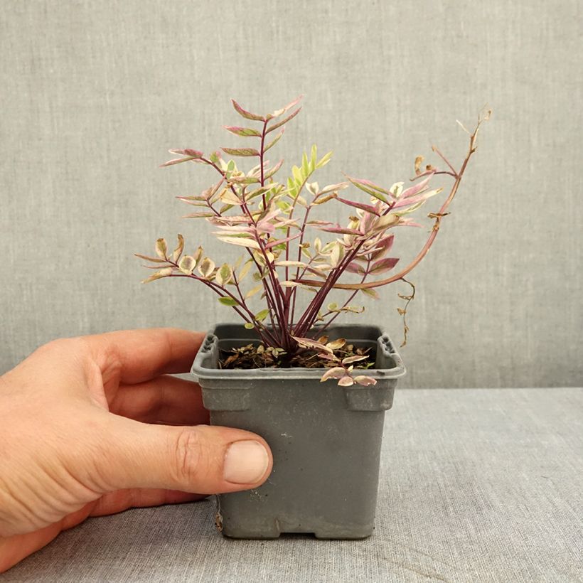 Exemplar von Polemonium pulcherrimum Golden Feathers - Jakobsleiter Kleine Töpfe von 8/9 cm wie im Sommer geliefert