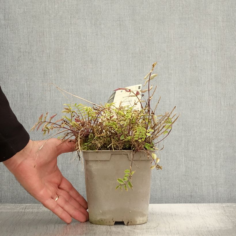 Exemplar von Polemonium pulcherrimum Golden Feathers - Jakobsleiter Topf mit 2L/3L wie im Herbst geliefert