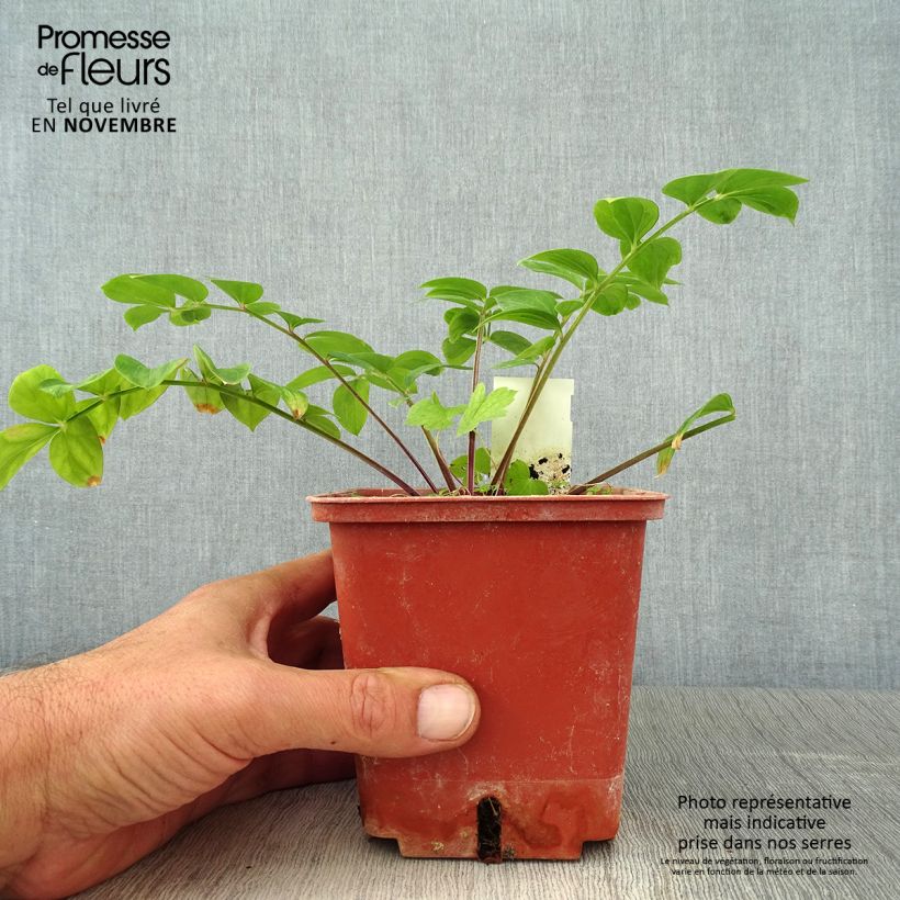 Exemplar von Polemonium reptans Stairway to Heaven - Jakobsleiter Topf mit 1L/1,5L wie im Herbst geliefert