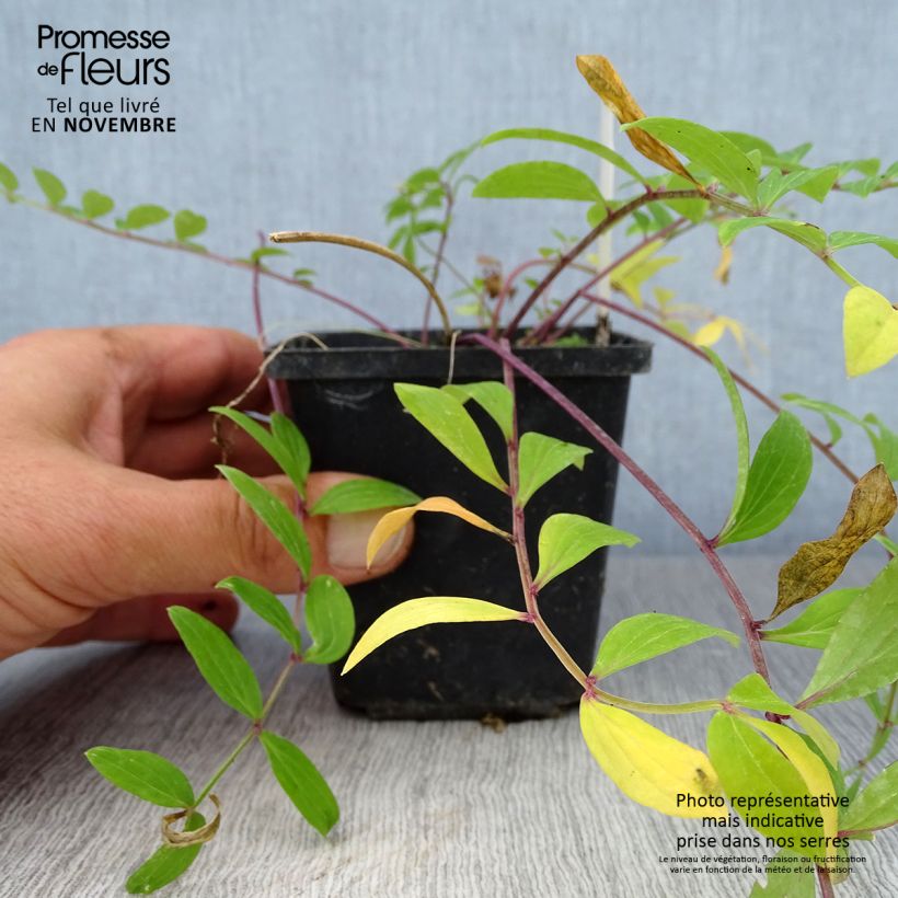 Exemplar von Polemonium reptans - Jakobsleiter Kleine Töpfe von 8/9 cm wie im Herbst geliefert