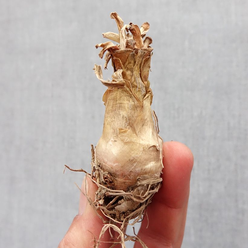 Exemplar von Polyanthes tuberosa The Pearl - Tuberose Zwiebel Kaliber/Größe 12+ wie im Frühjahr geliefert