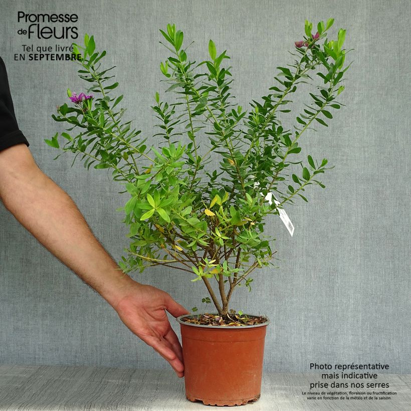 Exemplar von Polygala myrtifolia - Kreuzblume Topf mit 2L/3L wie im Herbst geliefert