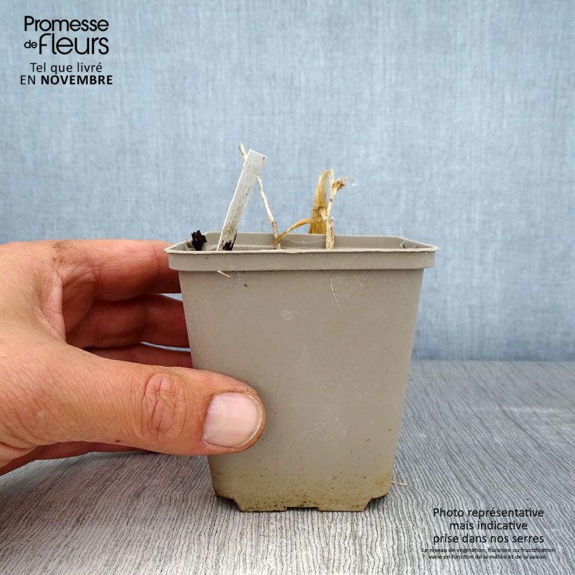 Exemplar von Polygonatum humile - Weißwurz Kleine Töpfe von 8/9 cm wie im Herbst geliefert