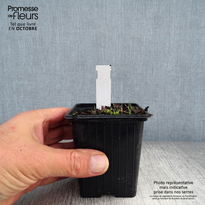Exemplar von Polygonatum Weihenstephan - Weißwurz Kleine Töpfe von 8/9 cm wie im Herbst geliefert