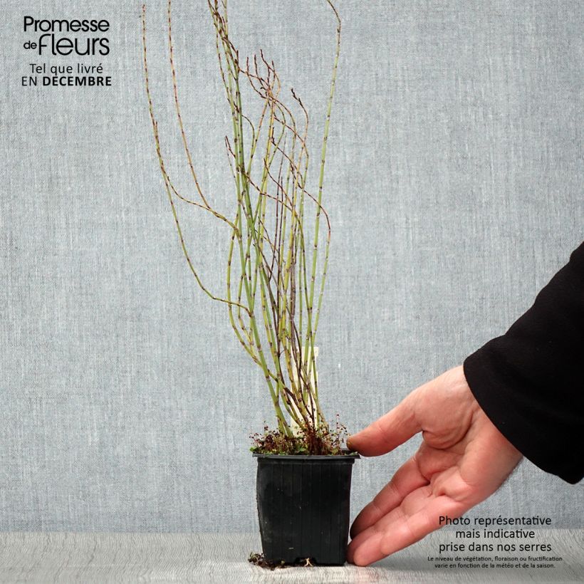 Exemplar von Polygonum scoparium - Knöteriche Kleine Töpfe von 8/9 cm wie im Herbst geliefert