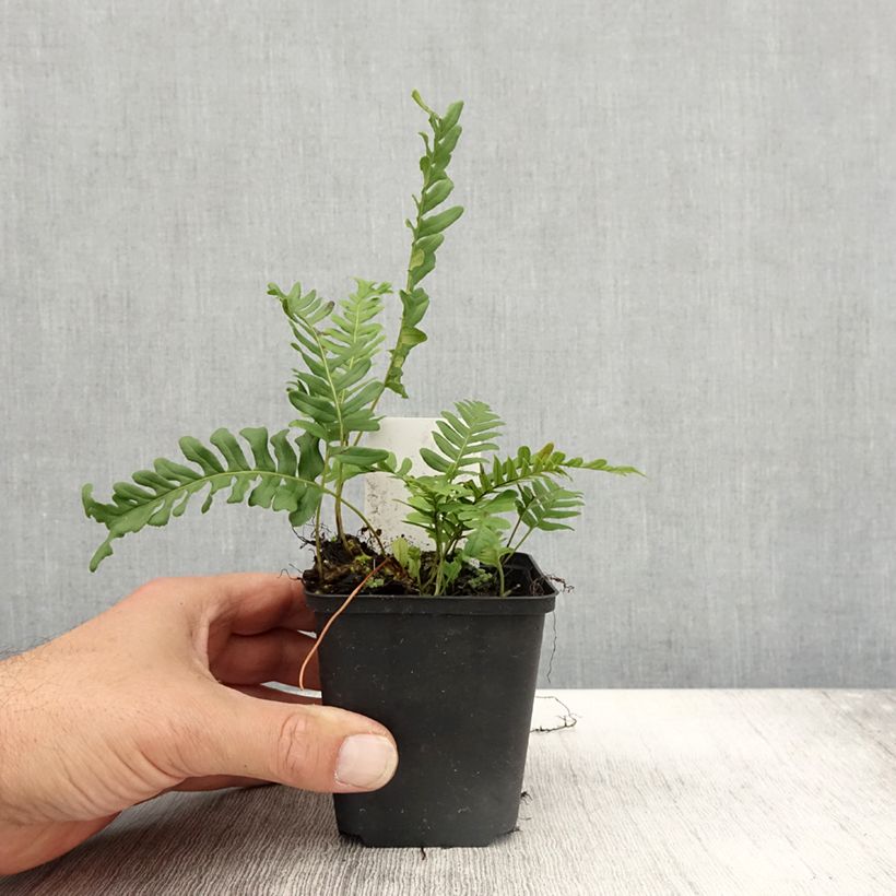Exemplar von Polypodium vulgare Bifido Multifidum - Tüpfelfarn Kleine Töpfe von 8/9 cm wie im Herbst geliefert