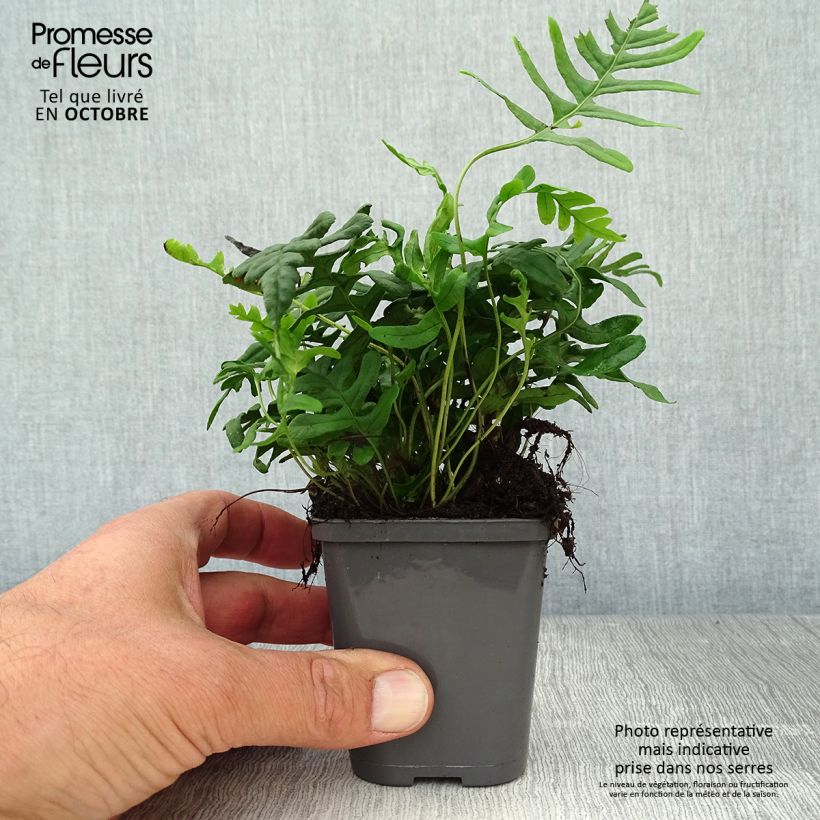 Exemplar von Polypodium vulgare - Tüpfelfarn Kleine Töpfe von 8/9 cm wie im Herbst geliefert