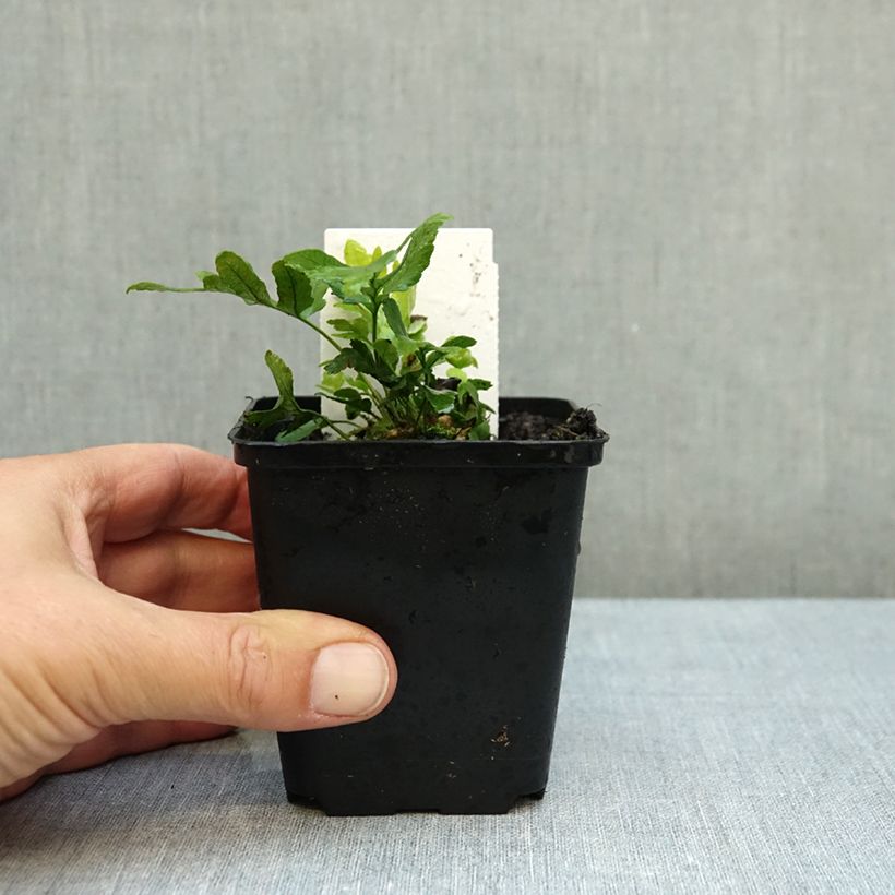 Exemplar von Polypodium cambricum Whitley Giant - Tüpfelfarn Kleine Töpfe von 8/9 cm wie im Herbst geliefert