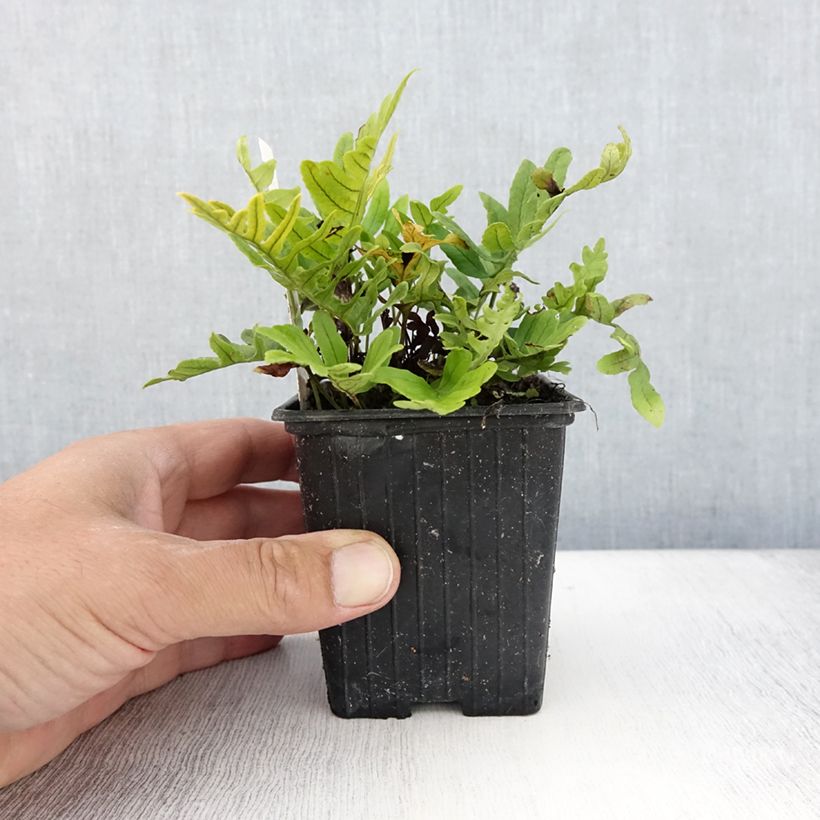 Exemplar von Polypodium cambricum Whitley Giant - Tüpfelfarn Kleine Töpfe von 8/9 cm wie im Sommer geliefert