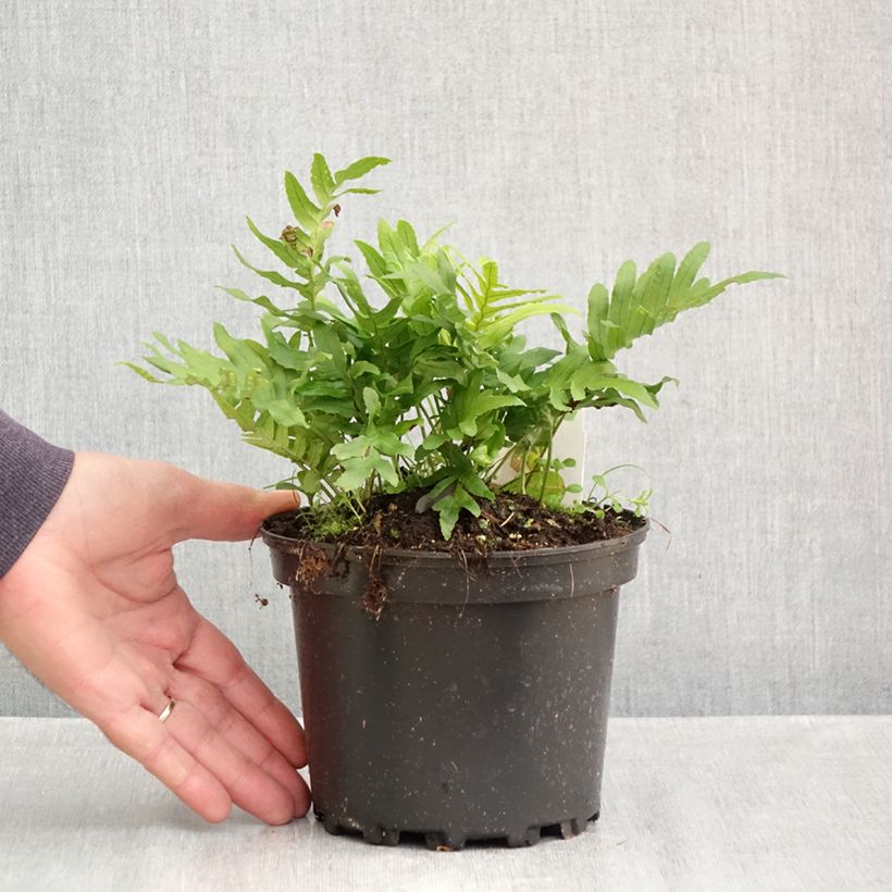 Exemplar von Polypodium cambricum Whitley Giant - Tüpfelfarn Topf mit 2L/3L wie im Herbst geliefert