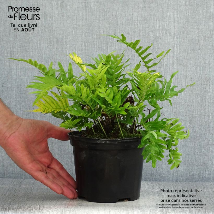 Exemplar von Polypodium cambricum Whitley Giant - Tüpfelfarn Topf mit 2L/3L wie im Sommer geliefert