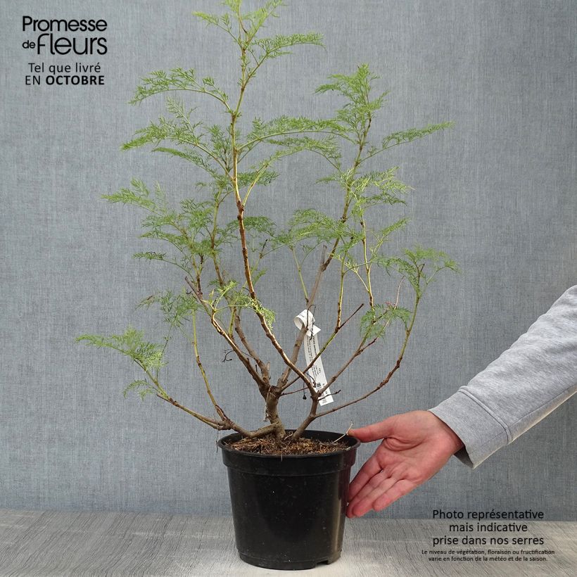 Exemplar von Polyscias sambucifolia - Fiederaralie Topf mit 4L/5L wie im Herbst geliefert