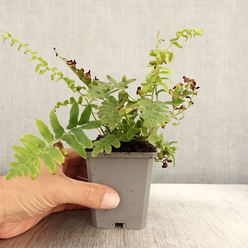 Exemplar von Amerikanischer Weihnachtsfarn - Polystichum acrostichoides Kleine Töpfe von 8/9 cm wie im Herbst geliefert