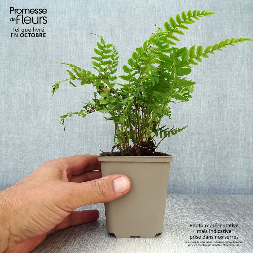Exemplar von Gelappter Schildfarn - Polystichum aculeatum Kleine Töpfe von 8/9 cm wie im Herbst geliefert