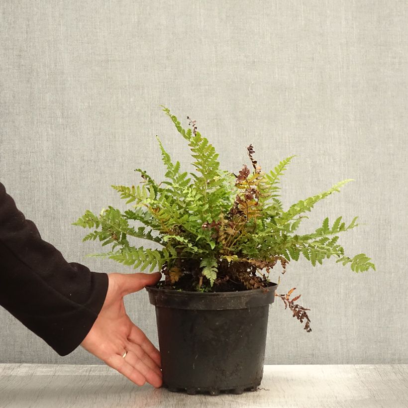 Exemplar von Gelappter Schildfarn - Polystichum aculeatum Topf mit 2L/3L wie im Herbst geliefert