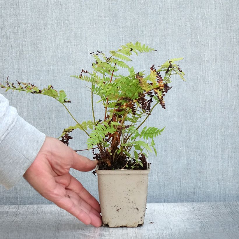 Exemplar von Brauns Schildfarn - Polystichum braunii Kleine Töpfe von 8/9 cm wie im Herbst geliefert