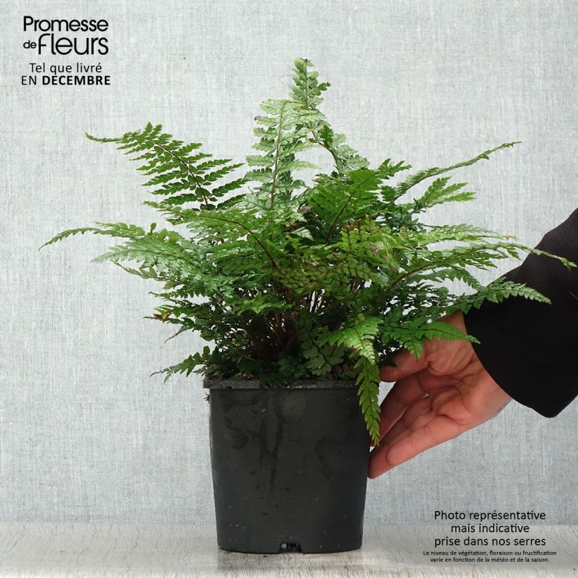 Exemplar von Makino-Schildfarn - Polystichum makinoi Topf mit 2L/3L wie im Winter geliefert