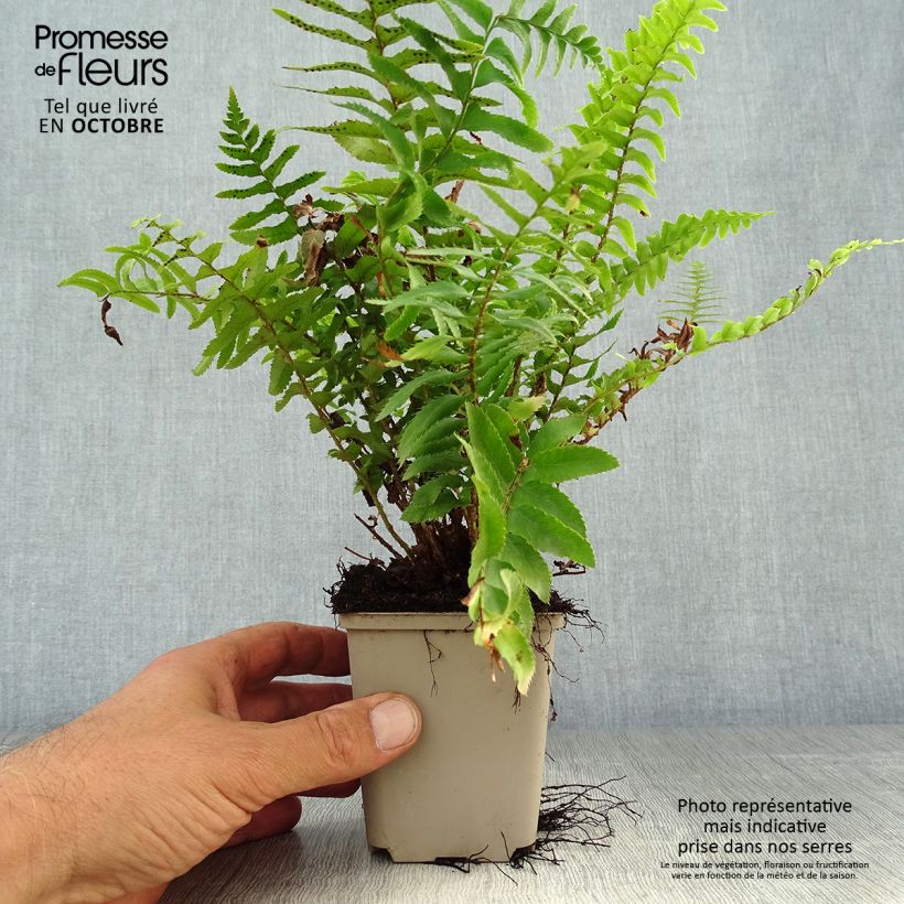 Exemplar von Westamerikanischer Schwertfarn - Polystichum munitum Kleine Töpfe von 8/9 cm wie im Herbst geliefert
