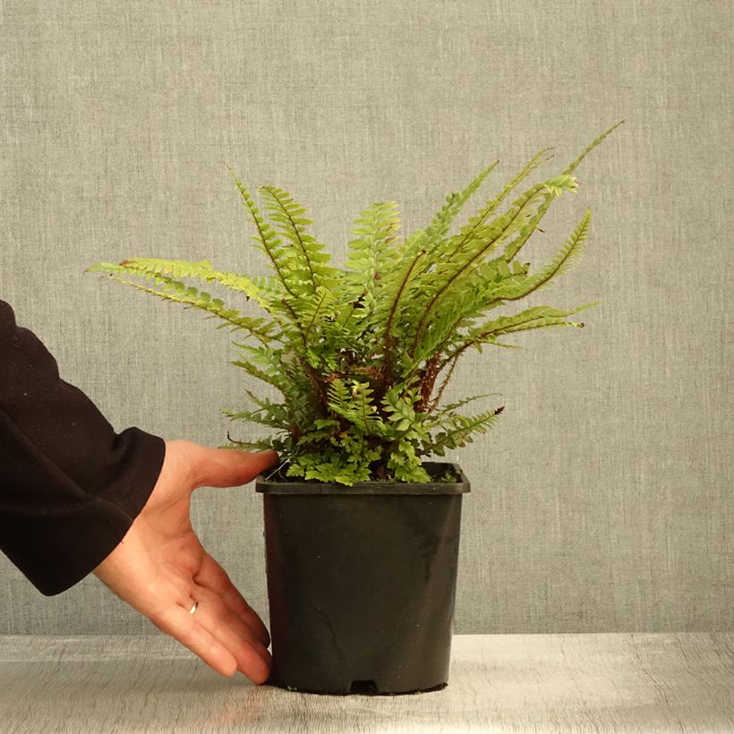 Exemplar von Schildfarn - Polystichum neolobatum Topf mit 2L/3L wie im Herbst geliefert
