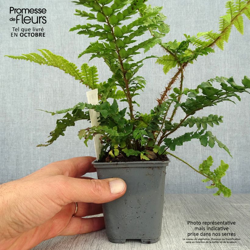 Exemplar von Japanischer Glanzschildfarn - Polystichum polyblepharum Kleine Töpfe von 8/9 cm wie im Herbst geliefert