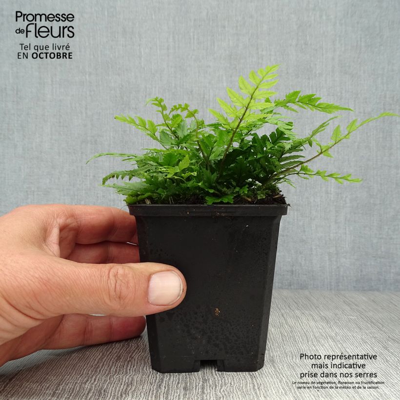 Exemplar von Steifer Schildfarn - Polystichum rigens Kleine Töpfe von 8/9 cm wie im Herbst geliefert