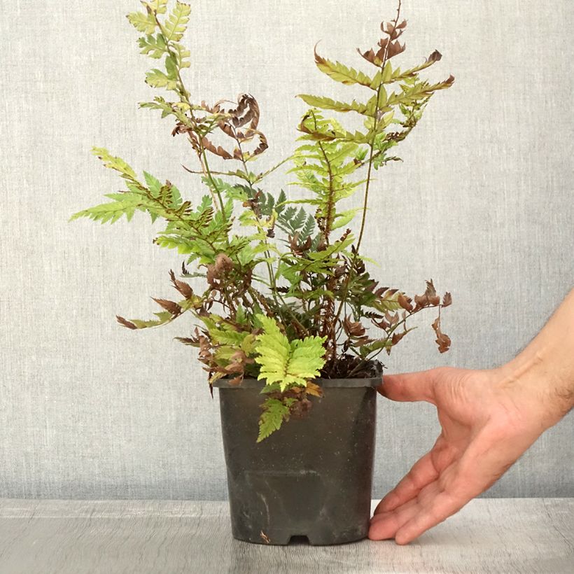 Exemplar von Steifer Schildfarn - Polystichum rigens Topf mit 2L/3L wie im Herbst geliefert