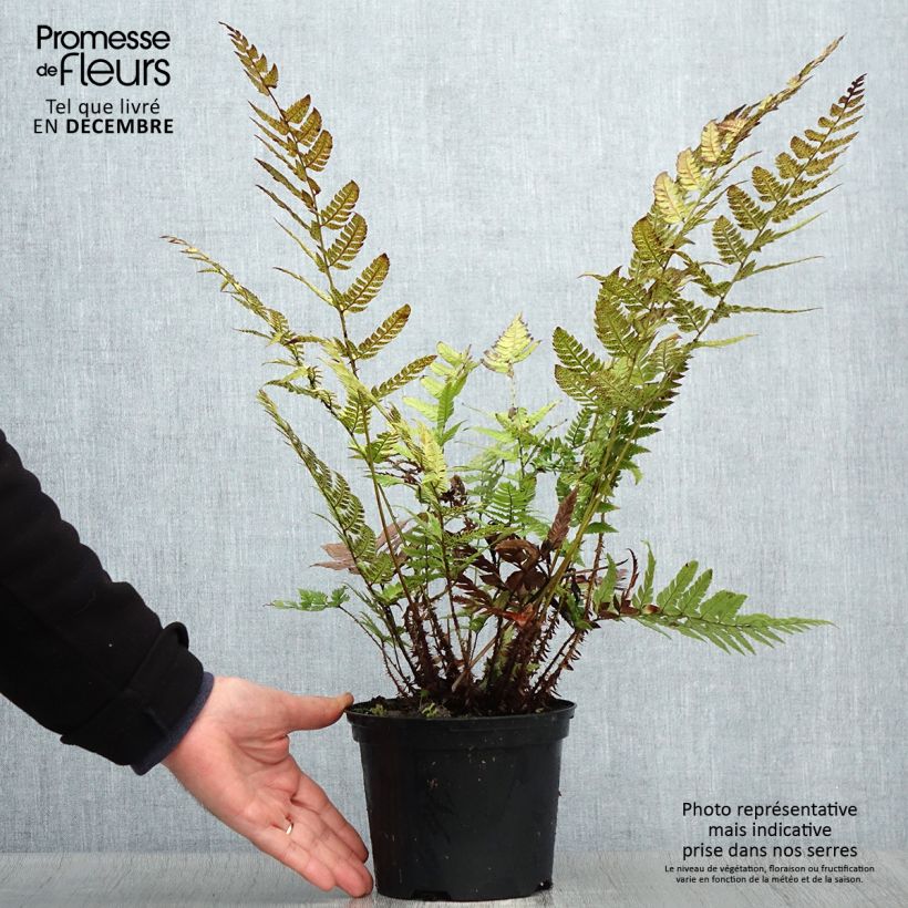 Exemplar von Steifer Schildfarn - Polystichum rigens Topf mit 2L/3L wie im Winter geliefert