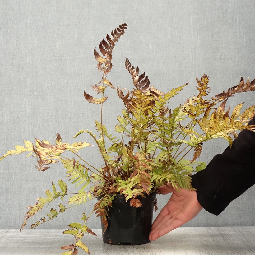 Exemplar von Steifer Schildfarn - Polystichum rigens Topf mit 2L/3L wie im Frühjahr geliefert