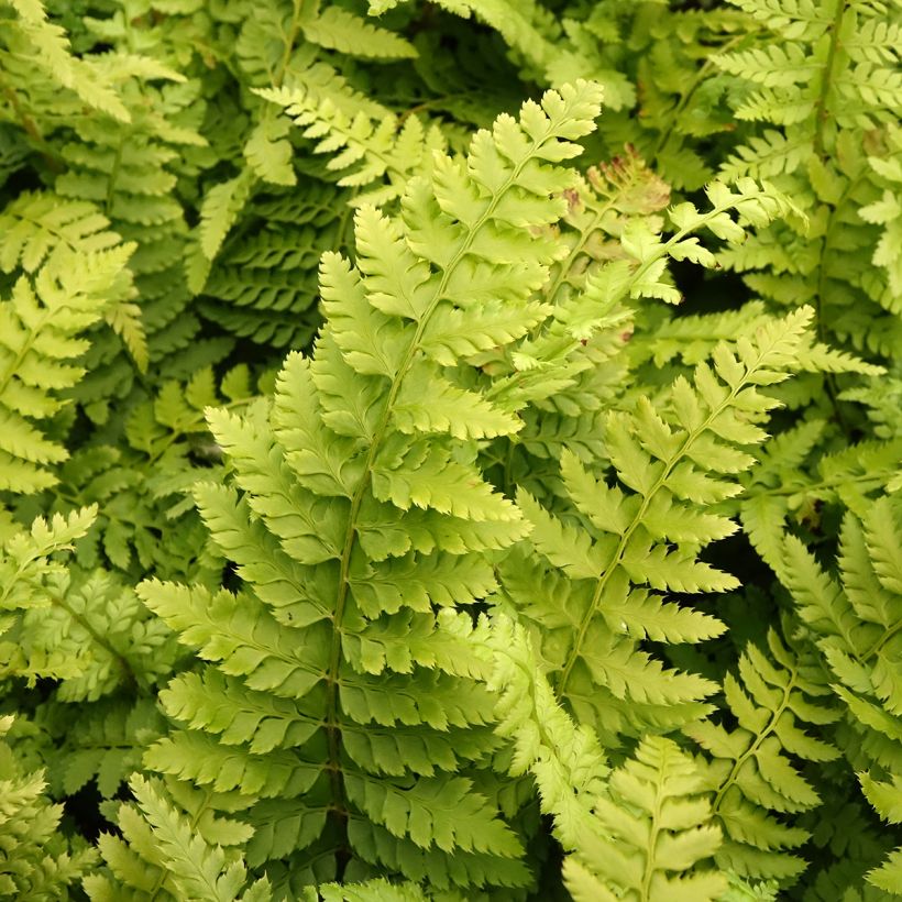 Weicher Schildfarn Densum - Polystichum setiferum (Laub)