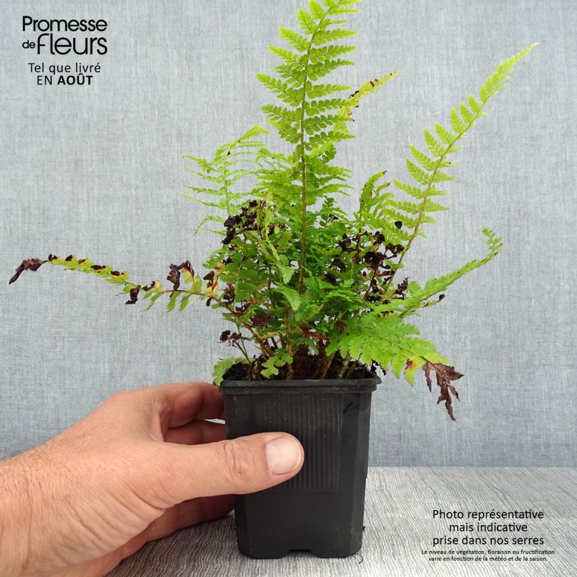 Exemplar von Weicher Schildfarn Densum - Polystichum setiferum Kleine Töpfe von 8/9 cm wie im Sommer geliefert