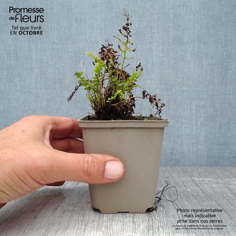 Exemplar von Weicher Schildfarn Herrenhausen - Polystichum setiferum Kleine Töpfe von 8/9 cm wie im Herbst geliefert