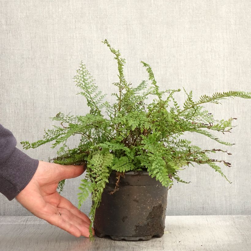 Exemplar von Weicher Schildfarn Herrenhausen - Polystichum setiferum Topf mit 2L/3L wie im Herbst geliefert