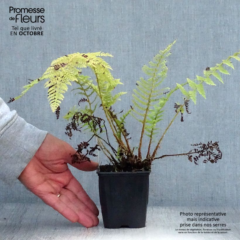 Exemplar von Weicher Schildfarn - Polystichum setiferum Kleine Töpfe von 8/9 cm wie im Herbst geliefert