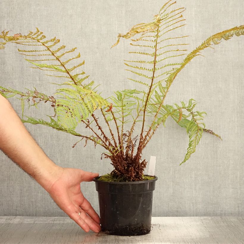 Exemplar von Weicher Schildfarn Plumosum Bevis - Polystichum setiferum Topf mit 2L/3L wie im Herbst geliefert