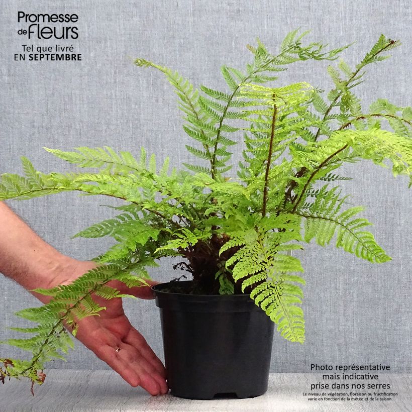 Exemplar von Weicher Schildfarn Plumosum Bevis - Polystichum setiferum Topf mit 2L/3L wie im Sommer geliefert