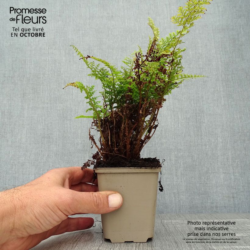 Exemplar von Weicher Schildfarn Plumosum Densum - Polystichum setiferum Kleine Töpfe von 8/9 cm wie im Herbst geliefert