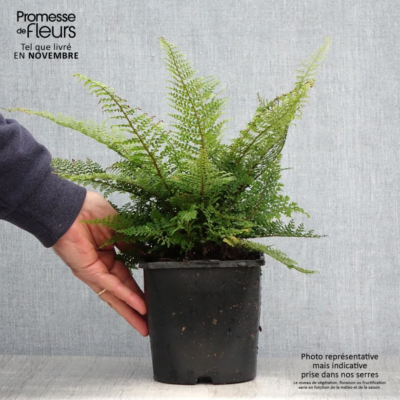 Exemplar von Weicher Schildfarn Plumosum Densum - Polystichum setiferum Topf mit 2L/3L wie im Herbst geliefert