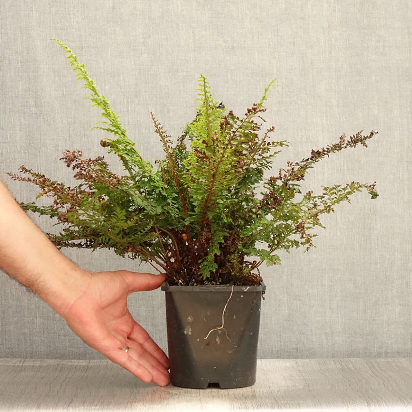 Exemplar von Weicher Schildfarn Plumosum Densum - Polystichum setiferum Topf mit 2L/3L wie im Sommer geliefert