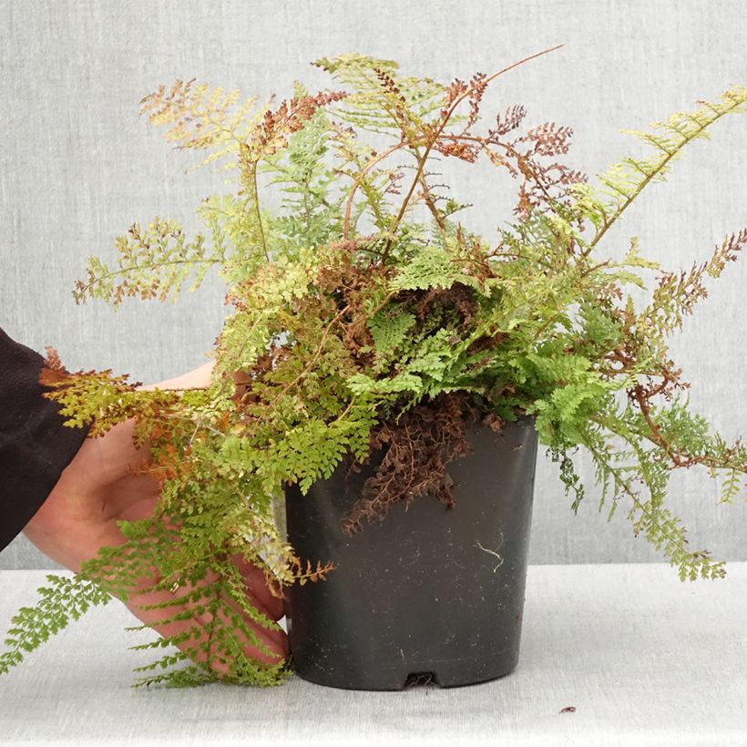 Exemplar von Weicher Schildfarn Plumosum Densum - Polystichum setiferum Topf mit 2L/3L wie im Frühjahr geliefert