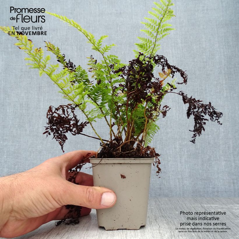 Exemplar von Weicher Schildfarn Proliferum - Polystichum setiferum Kleine Töpfe von 8/9 cm wie im Herbst geliefert