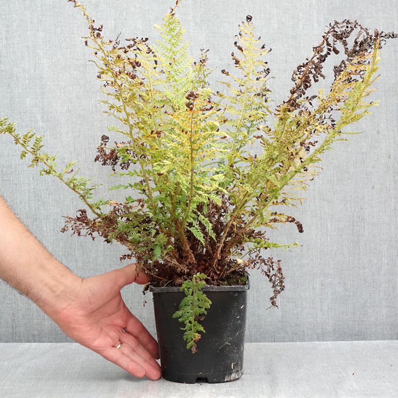Exemplar von Weicher Schildfarn Proliferum - Polystichum setiferum Topf mit 2L/3L wie im Herbst geliefert