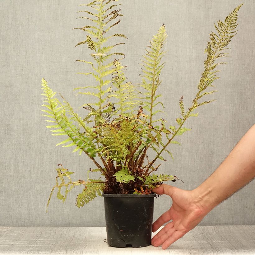 Exemplar von Weicher Schildfarn Proliferum - Polystichum setiferum Topf mit 2L/3L wie im Sommer geliefert