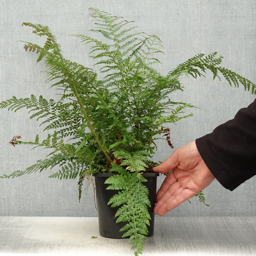 Exemplar von Weicher Schildfarn Proliferum - Polystichum setiferum Topf mit 2L/3L wie im Frühjahr geliefert